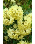 Рододендрон Голдкрон (жовтий) | Rhododendron Goldkrone | Рододендрон Голдкрон (желтый)